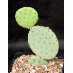 Opuntia rufida one-gallon pots