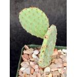Opuntia rufida 4-inch pots
