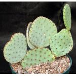 Opuntia rufida 8-inch pots