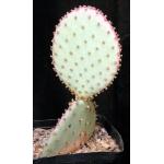 Opuntia santa-rita one-gallon pots