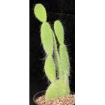 Opuntia sp. (JR 6490) 2-gallon pots