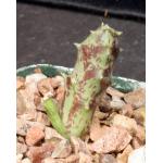 Orbea albocastanea 3-inch pots