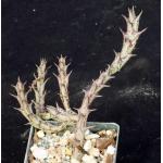 Orbea semitubiflora 3-inch pots