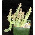 Orbea variegata 4-inch pots