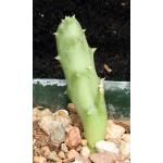 Orbea albocastanea 3-inch pots