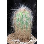 Oreocereus celsianus 3-gallon pots