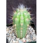 Oreocereus celsianus 4-inch pots