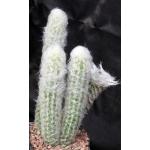 Oreocereus doelzianus one-gallon pots