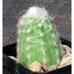 Oreocereus trollii 2-inch pots