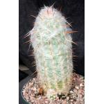 Oreocereus trollii 8-inch pots