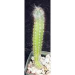 Oreocereus doelzianus 2-inch pots