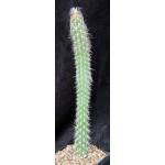 Oreocereus doelzianus one-gallon pots