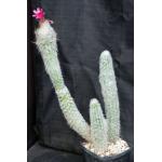 Oreocereus doelzianus ssp. sericata one-gallon pots