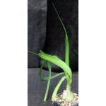 Ornithogalum longibracteatum 4-inch pots