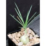 Ornithogalum sp. Gary James 2-inch pots