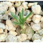 Ornithogalum sp. Gary James 2-inch pots