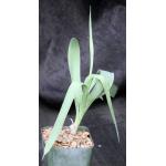 Ornithogalum sp. (Moddersfontein, RSA) 4-inch pots