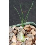 Ornithogalum sp. (Oukop, RSA) 2-inch pots