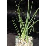 Ornithogalum pentheri 4-inch pots