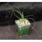 Ornithogalum sp. (Oukop, RSA) 4-inch pots