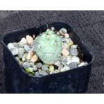 Ortegocactus macdougallii 2-inch pots
