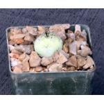 Ortegocactus macdougallii 3-inch pots