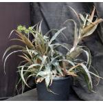 Orthophytum magalhaesii 2-gallon pots