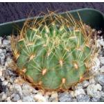 Oroya borchersii 4-inch pots