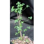 Oxalis gigantea 5-inch pots