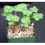 Oxalis rubra 4-inch pots