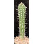 Pachycereus pectin-aboriginum 2-gallon pots
