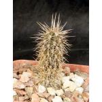 Pachycereus pringlei 4-inch pots