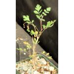 Pachycormus discolor var. pubescens 4-inch pots