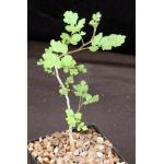 Pachycormus discolor var. pubescens 5-inch pots