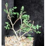 Pachycormus discolor var. pubescens 5-inch pots