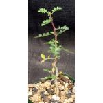 Pachycormus discolor var. pubescens 4-inch pots