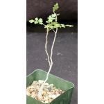 Pachycormus discolor var. pubescens 4-inch pots
