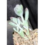 Pachyphytum machucae 4-inch pots