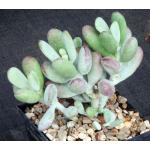 Pachyphytum machucae 5-inch pots