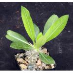 Pachypodium eburneum 2-inch pots