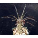 Pachypodium geayi 4-inch pots