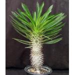 Pachypodium lamerei one-gallon pots