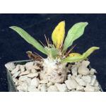 Pachypodium namaquanum 3-inch pots