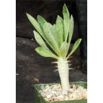 Pachypodium saundersii 4-inch pots