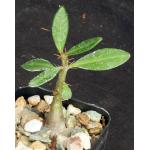 Pachypodium succulentum 2-inch pots