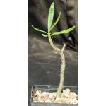 Pachypodium succulentum 5-inch pots