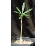 Pachypodium succulentum (griquense) one-gallon pots