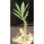 Pachypodium succulentum 2-inch pots
