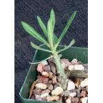 Pachypodium bispinosum 4-inch pots