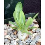 Pachypodium brevicaule 4-inch pots